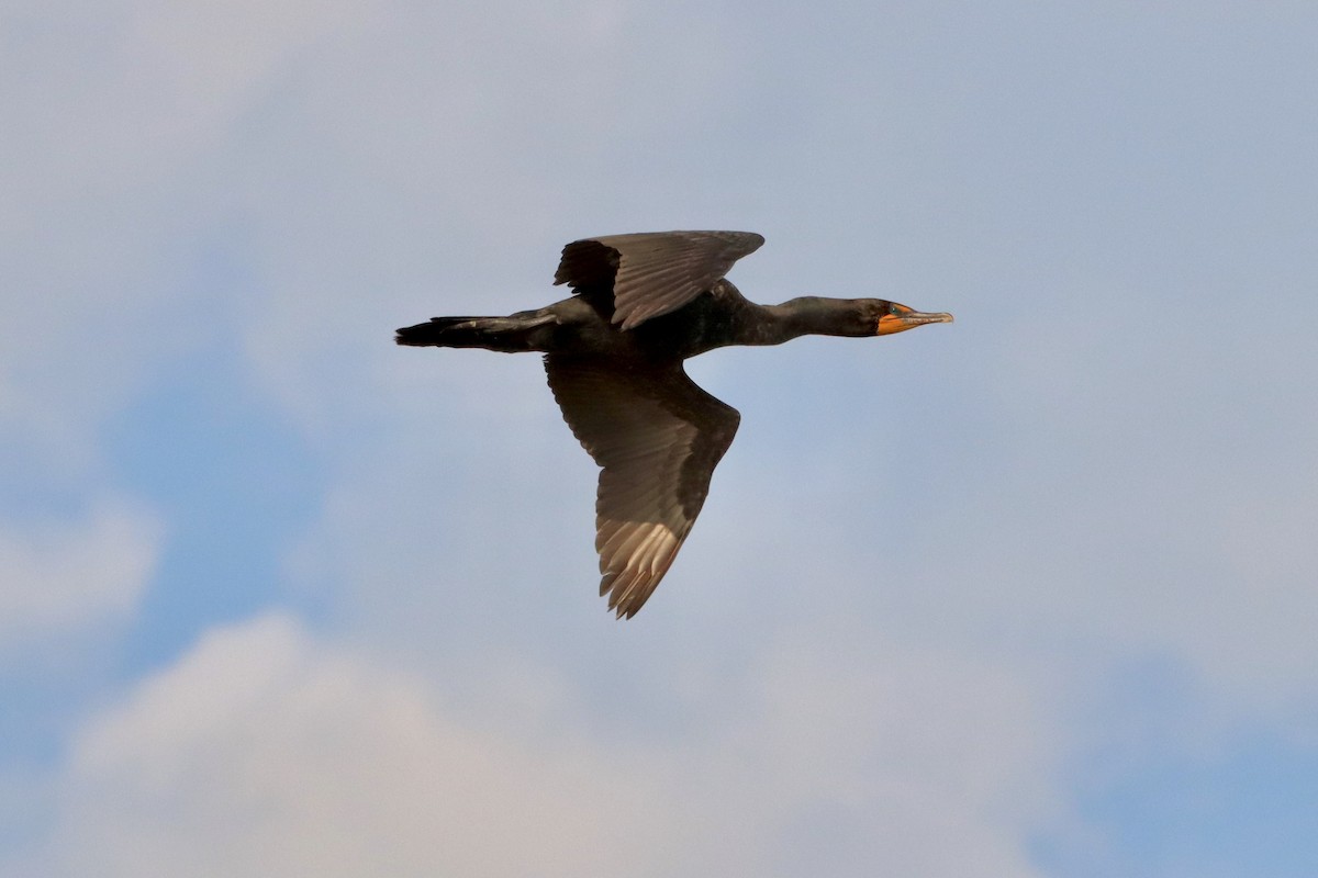 Double-crested Cormorant - Robbin Mallett