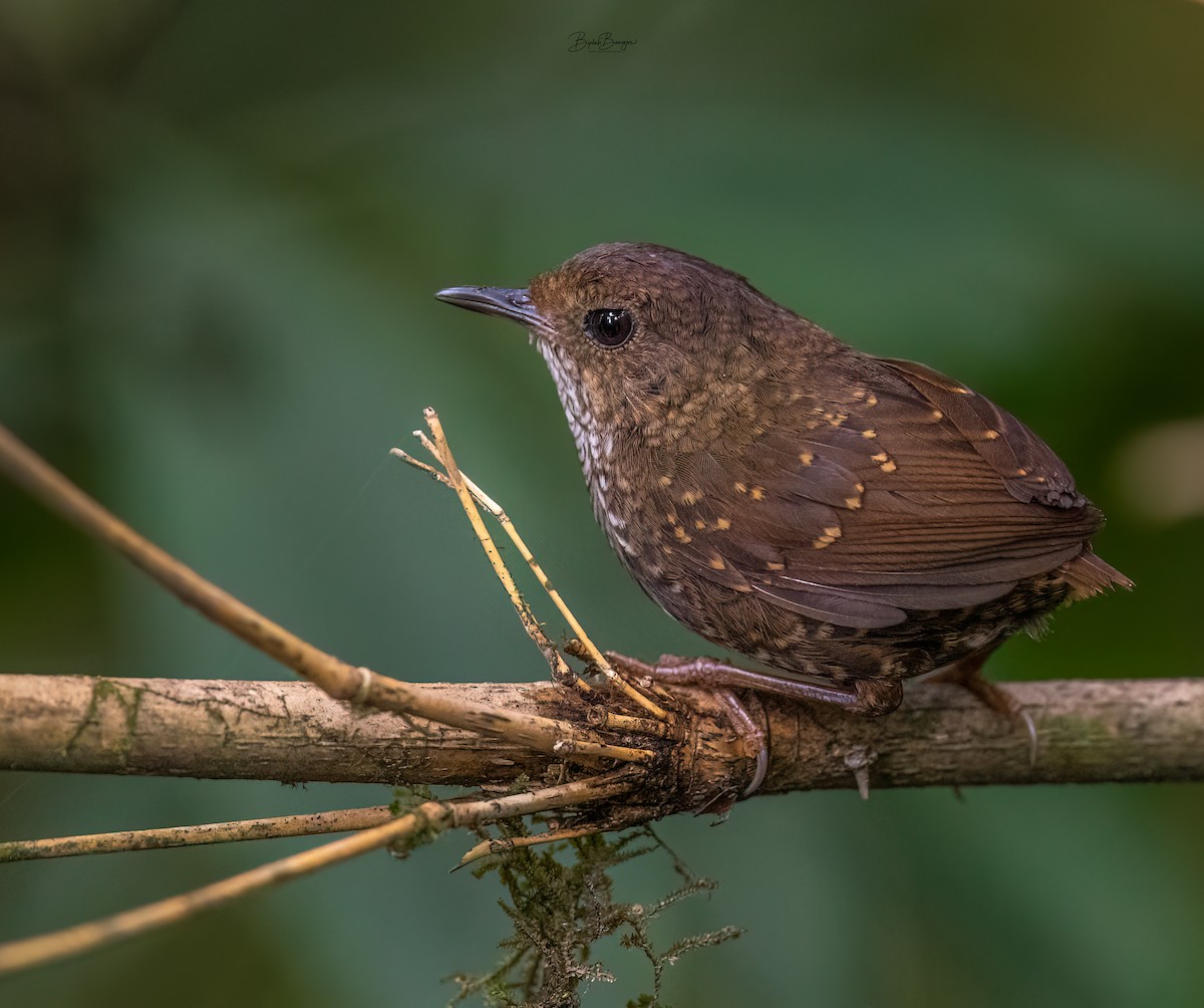 Pygmy Cupwing - BIPLAB BANERJEE