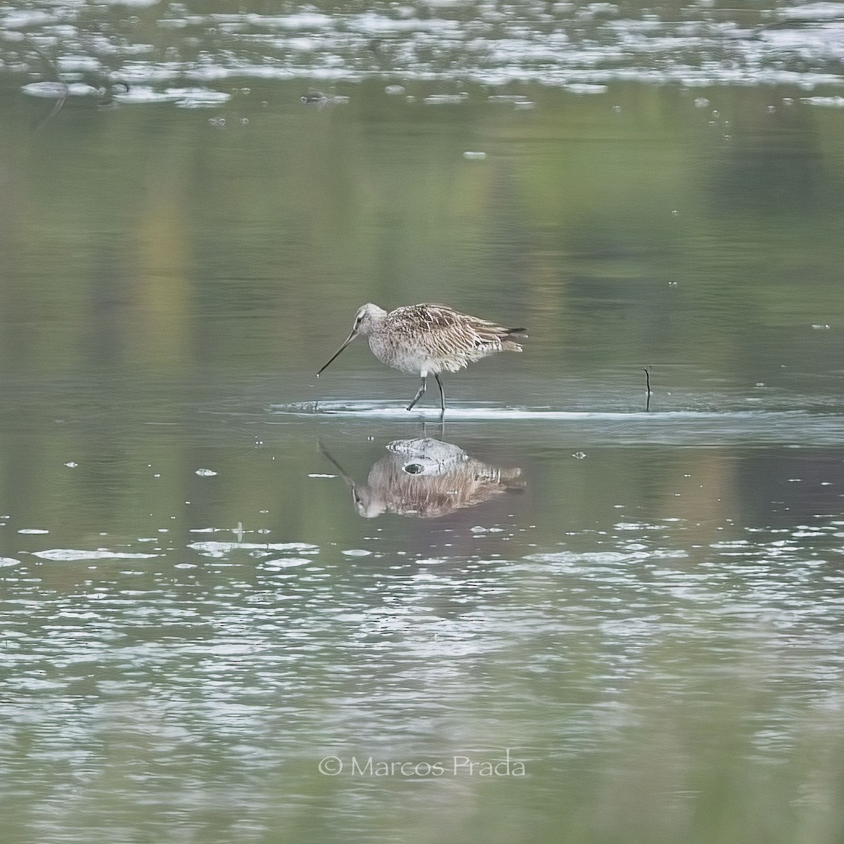 Bar-tailed Godwit - ML618895764