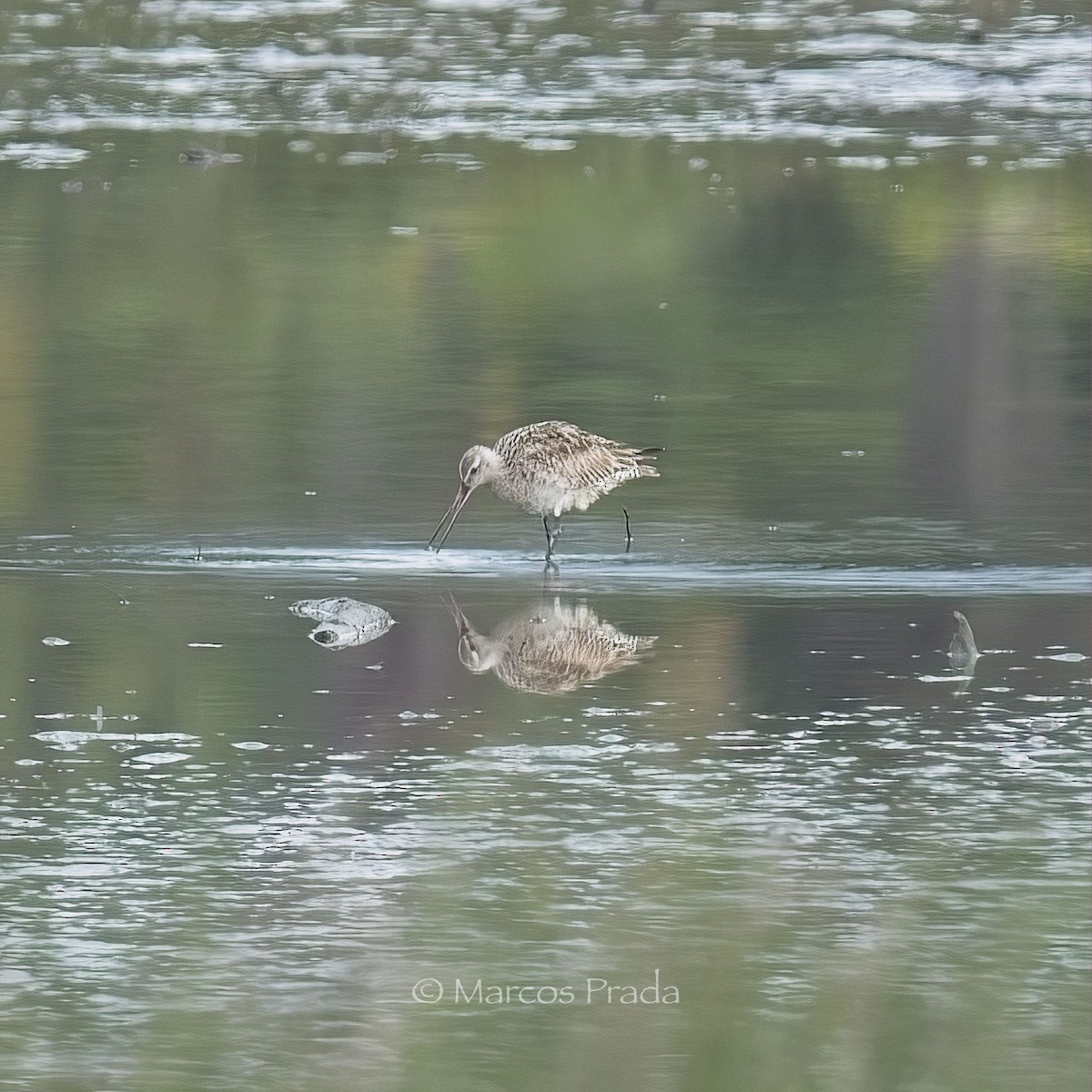 Bar-tailed Godwit - ML618895766