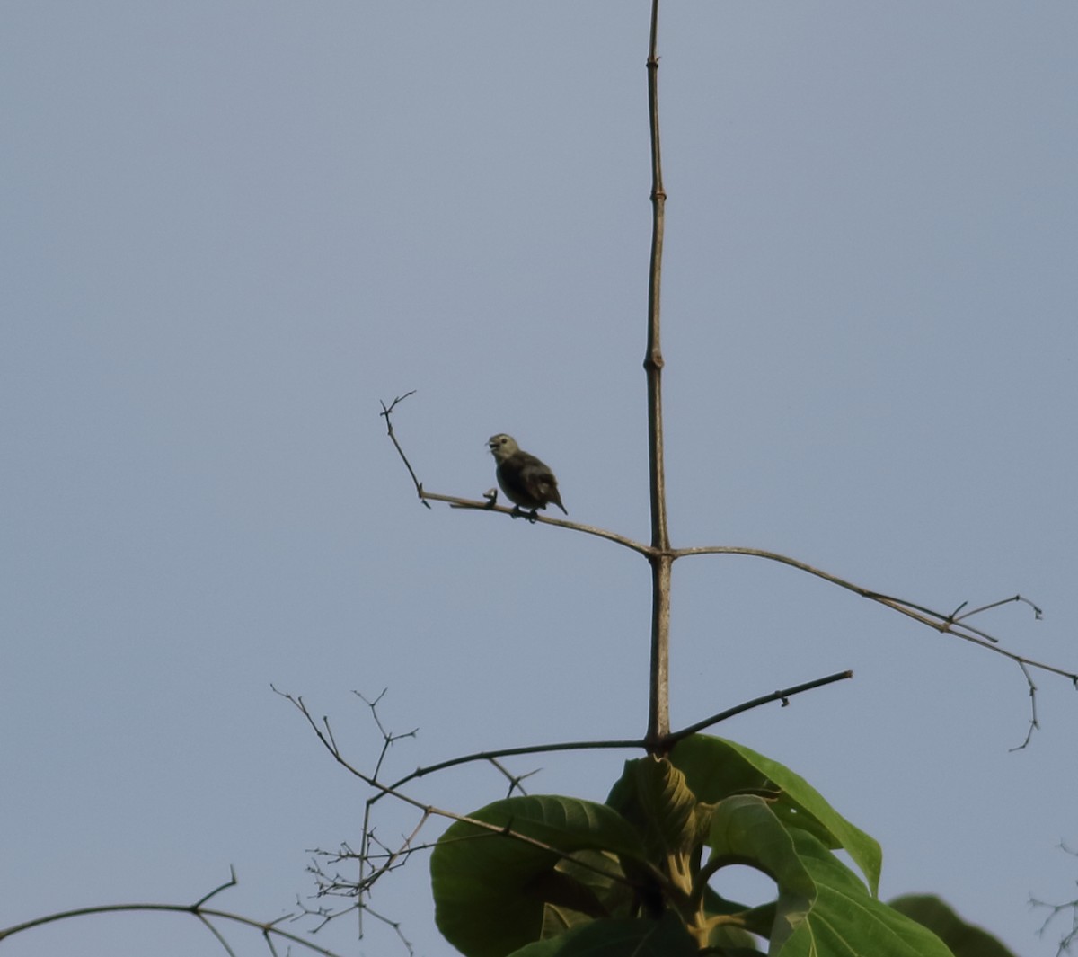 Nilgiri Flowerpecker - ML618895770