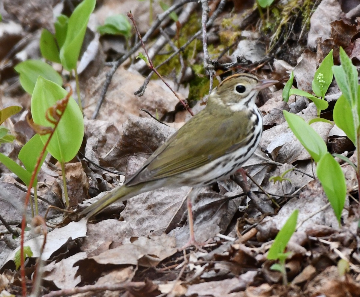 Ovenbird - ML618895772