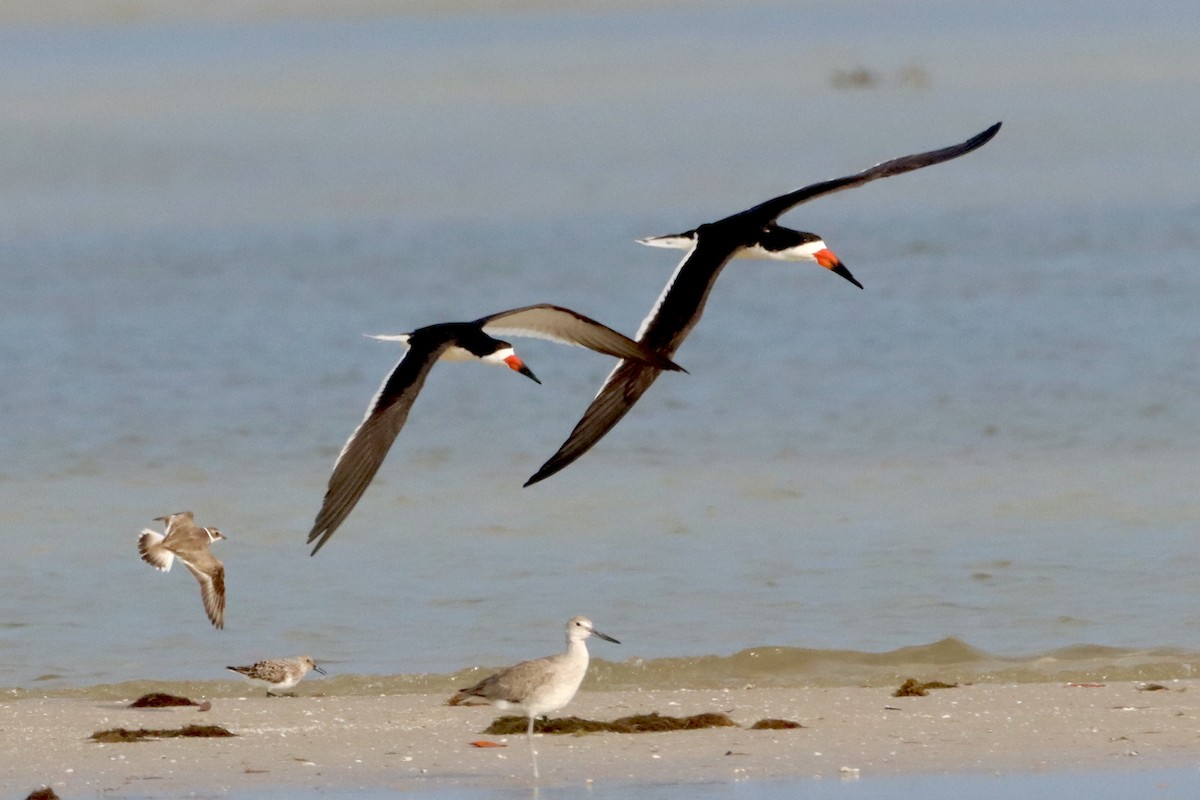 Black Skimmer - Robbin Mallett