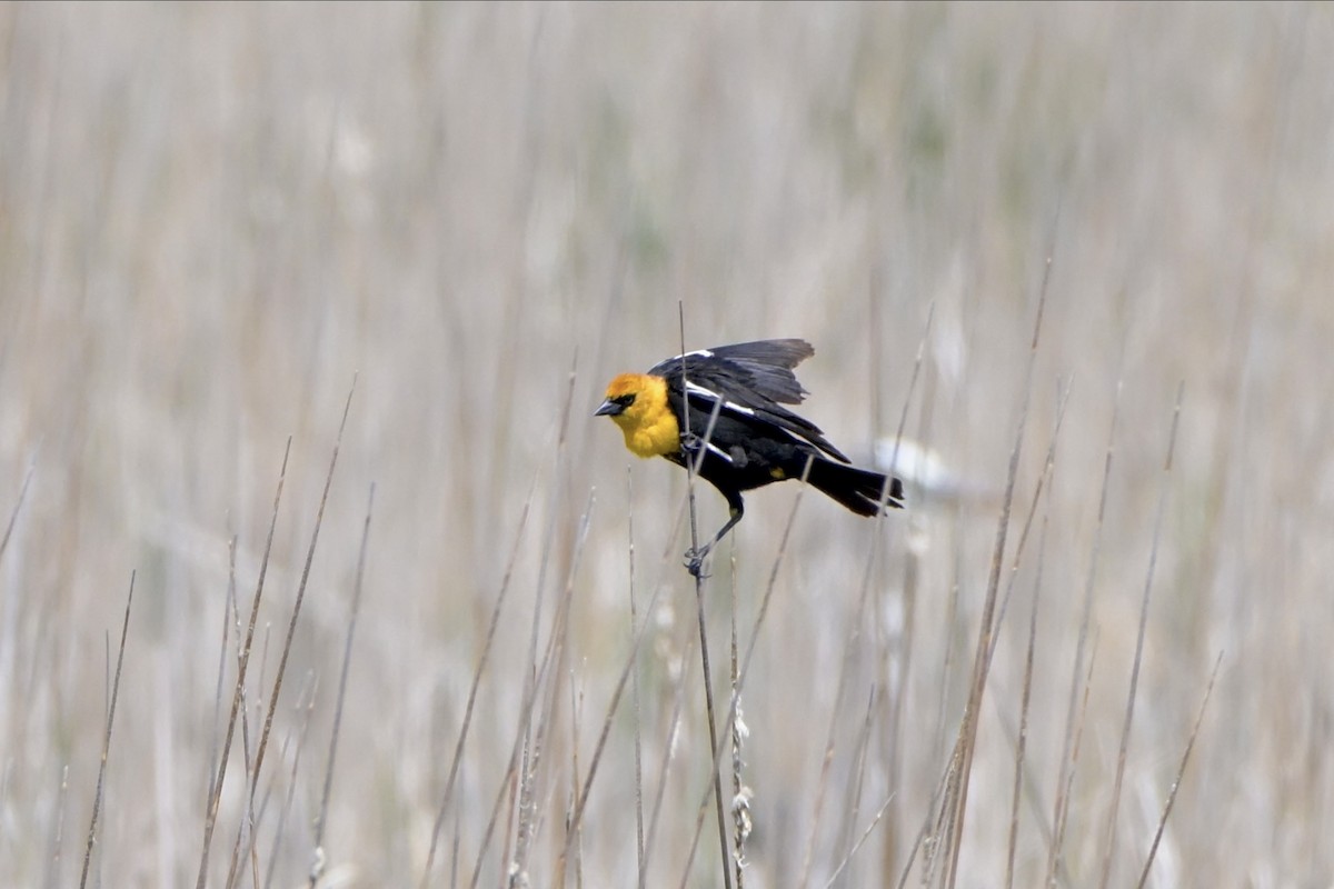 Yellow-headed Blackbird - Josiah Santiago