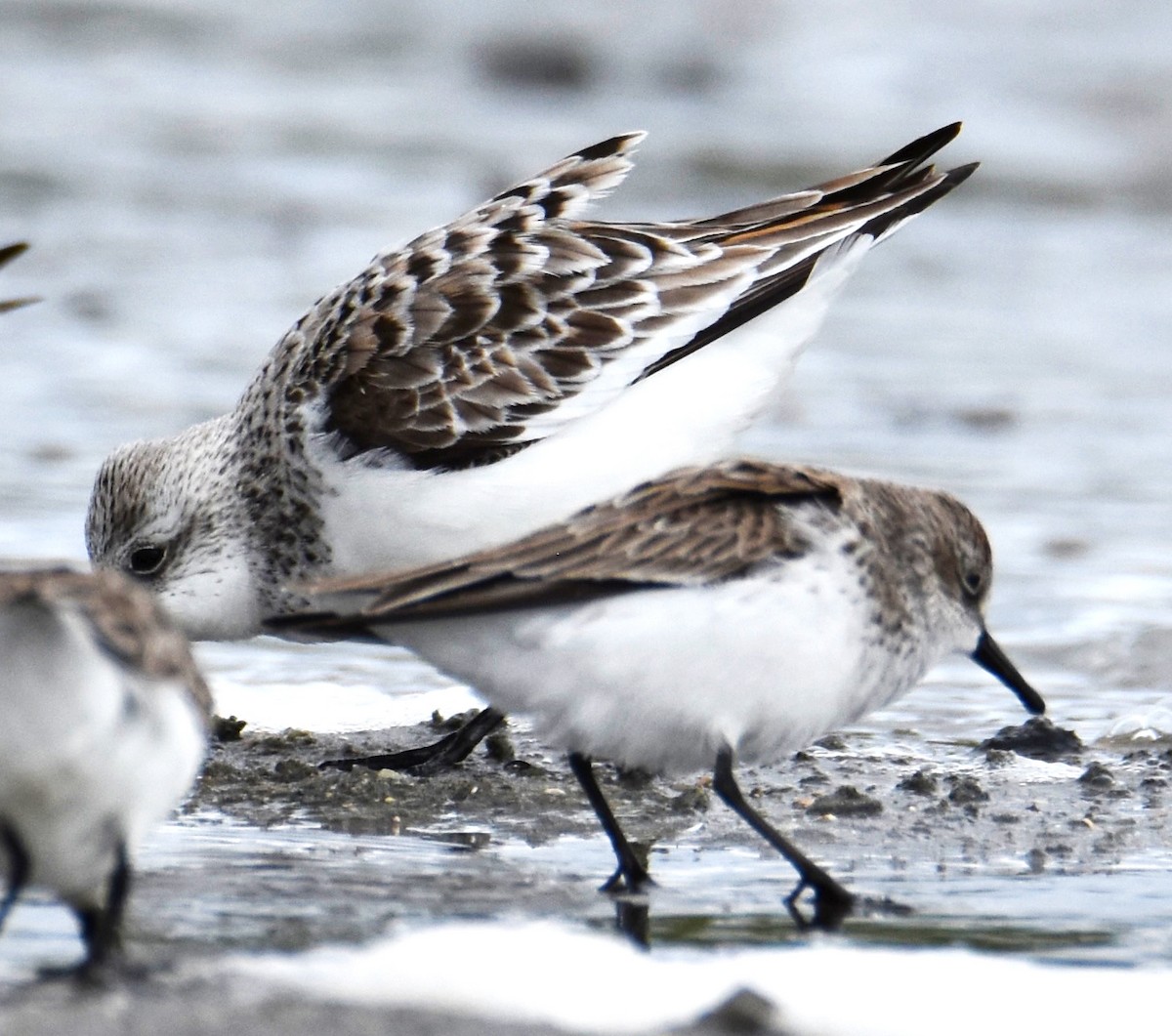 Semipalmated Sandpiper - Lisa Tucci