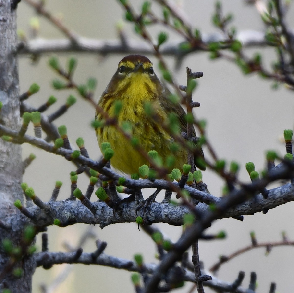 Palm Warbler (Yellow) - Timothy Freiday