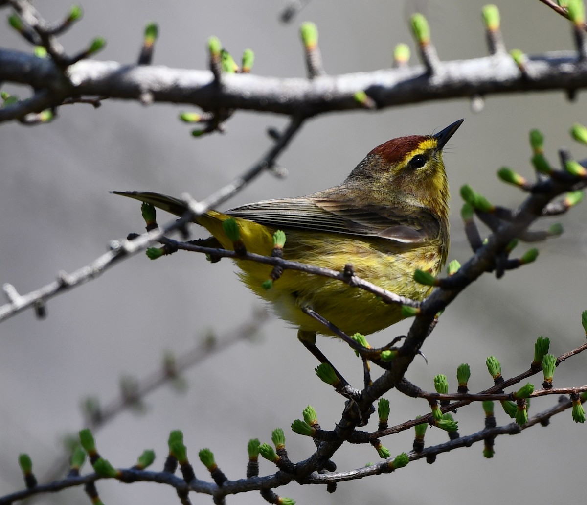 Palm Warbler (Yellow) - Timothy Freiday