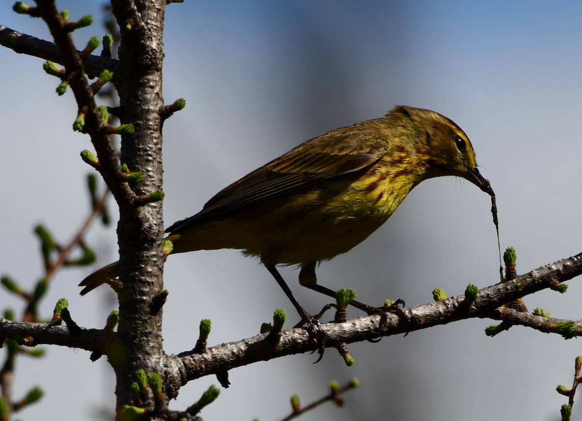 Palm Warbler (Yellow) - Timothy Freiday