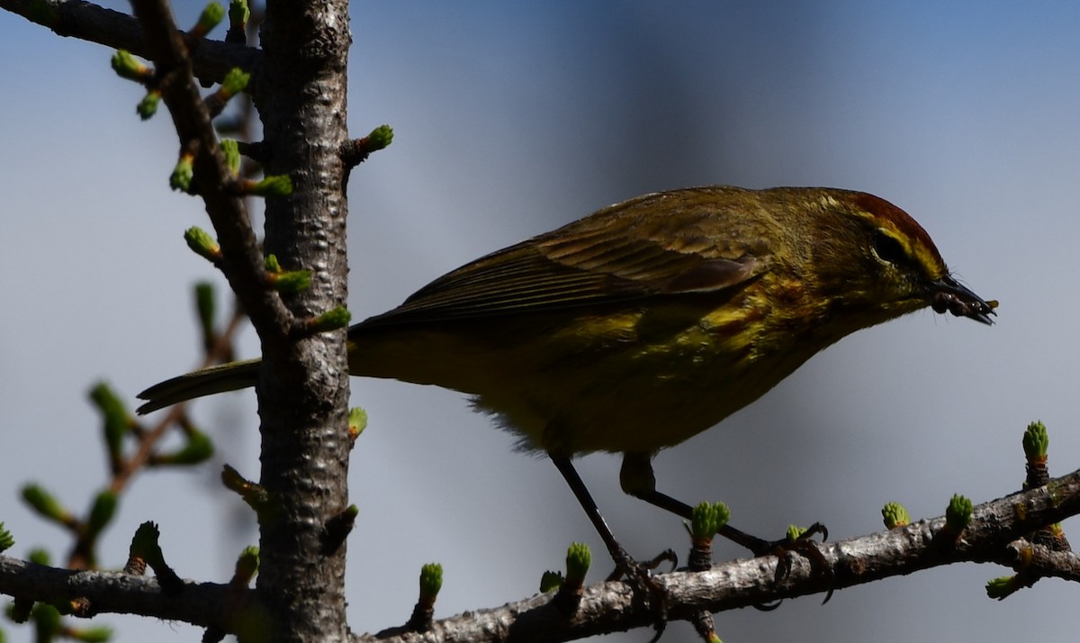 Palm Warbler (Yellow) - Timothy Freiday