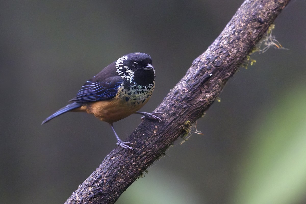 Spangle-cheeked Tanager - Jon Irvine