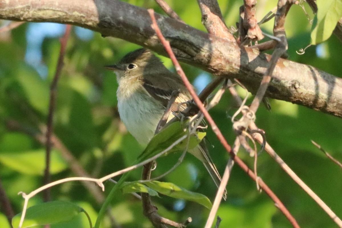 Least Flycatcher - ML618895835