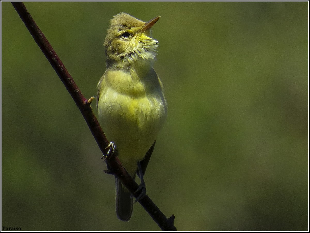 Melodious Warbler - José María Paraíso Hernández