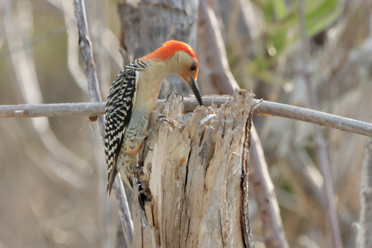 Red-bellied Woodpecker - Robbin Mallett