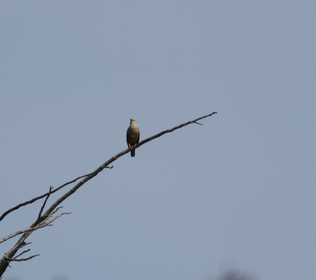 Malabar Starling - Savio Fonseca (www.avocet-peregrine.com)