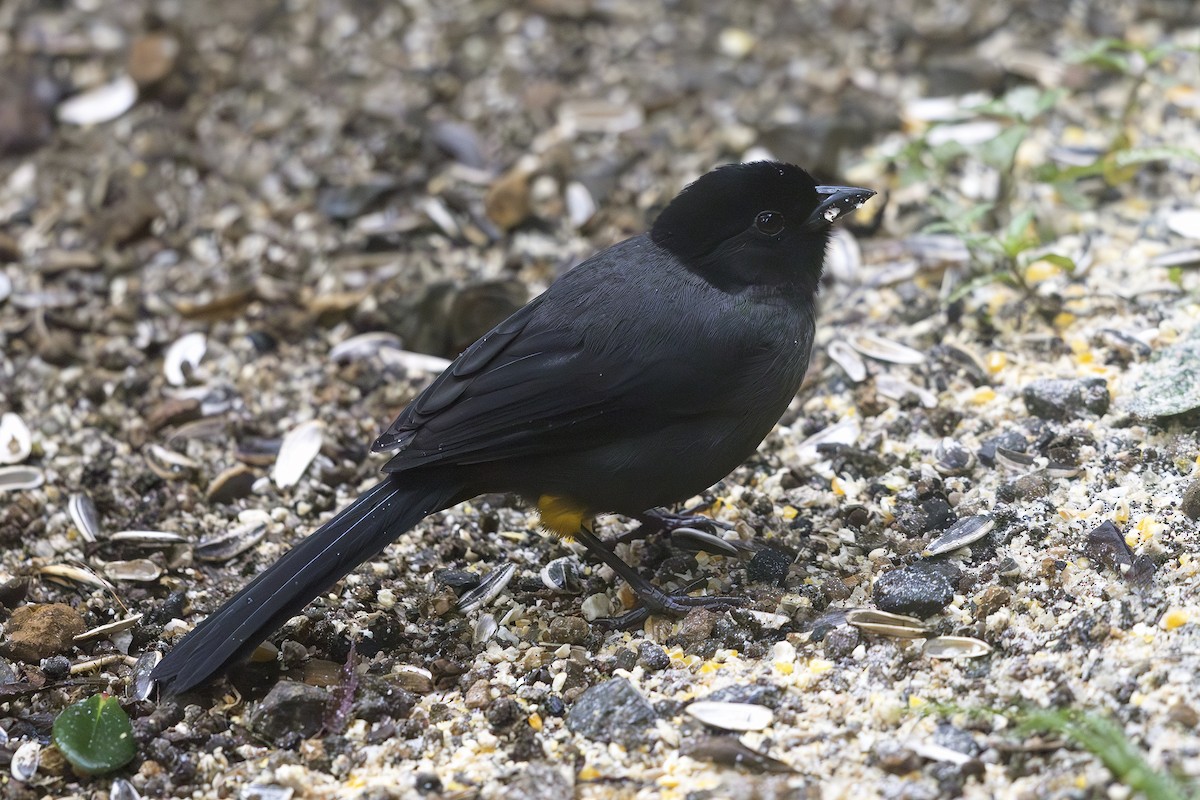 Yellow-thighed Brushfinch - Jon Irvine