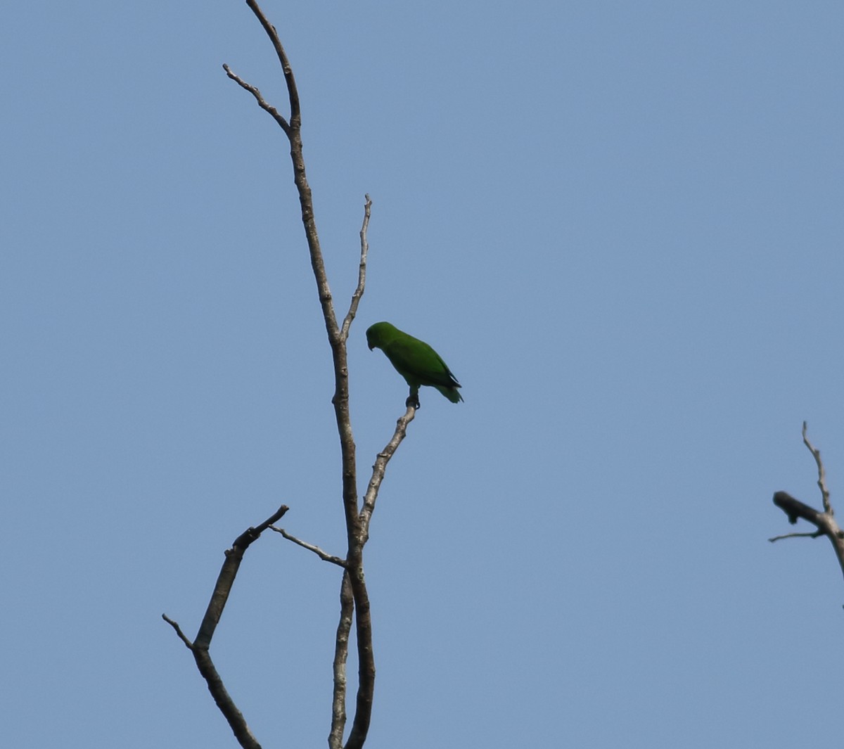 Vernal Hanging-Parrot - Savio Fonseca (www.avocet-peregrine.com)