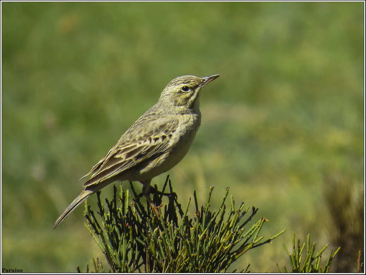 Tawny Pipit - José María Paraíso Hernández