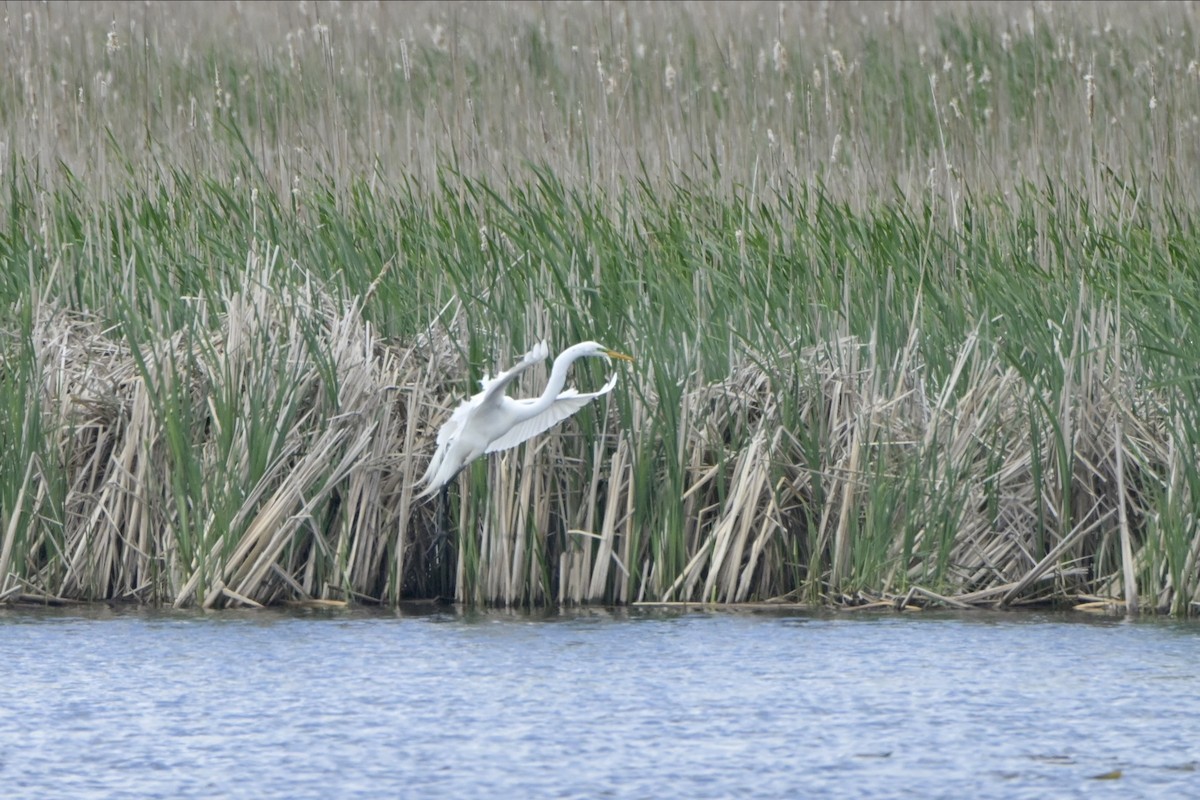 Great Egret - Josiah Santiago