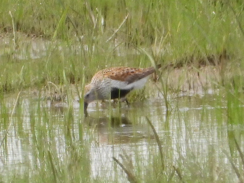 Dunlin - Wee Hao Ng