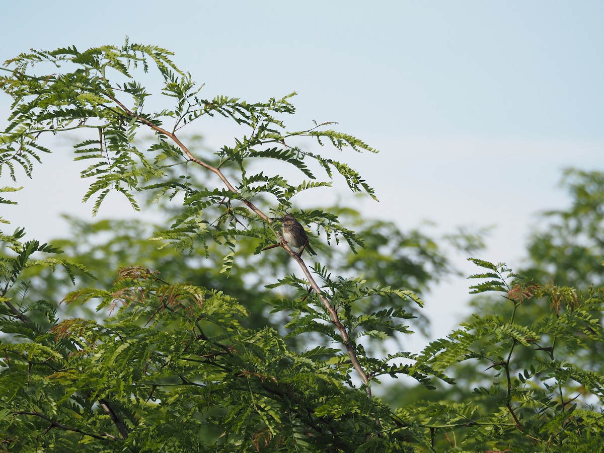 Lincoln's Sparrow - david parsley