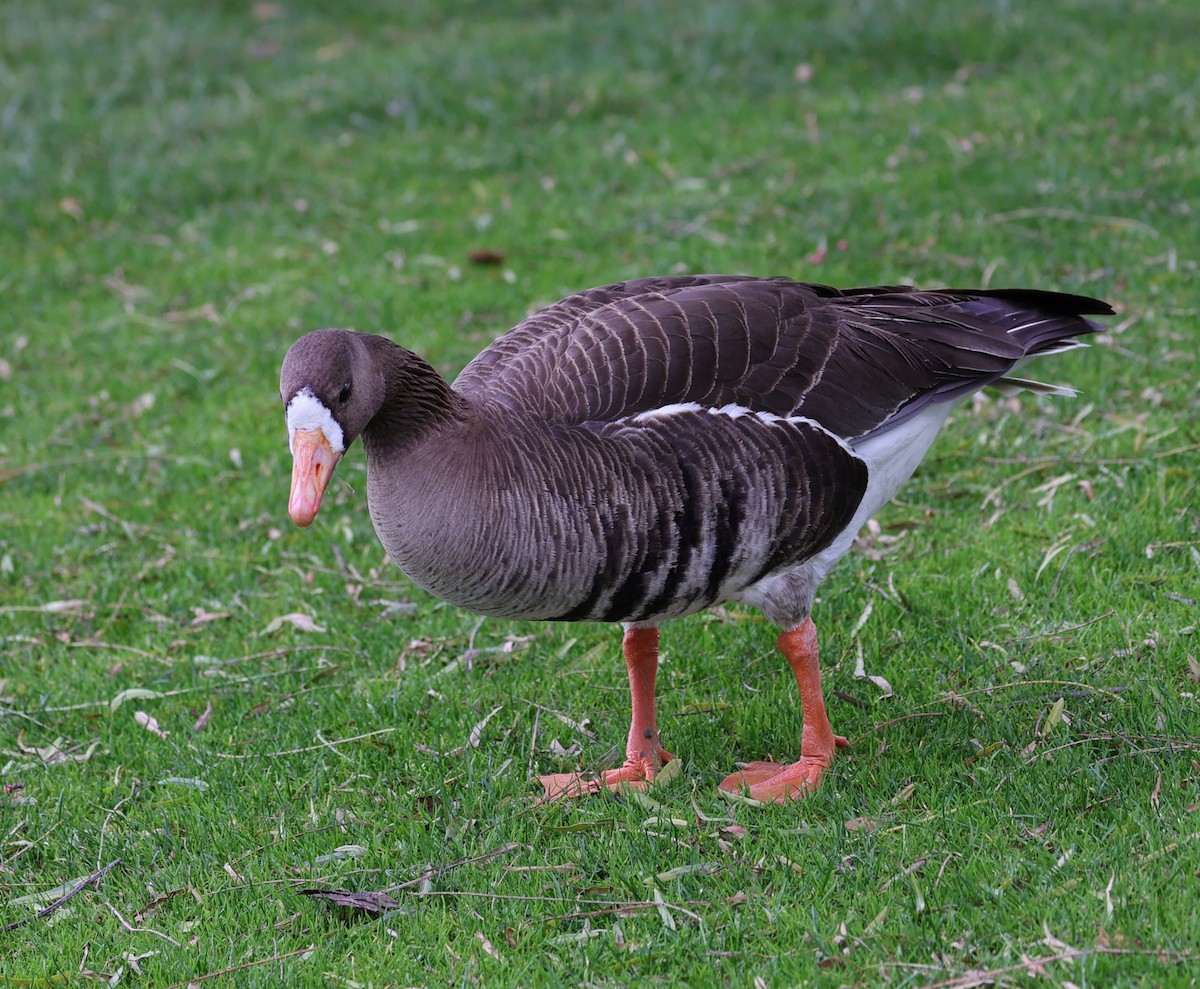 Greater White-fronted Goose - Gail DeLalla
