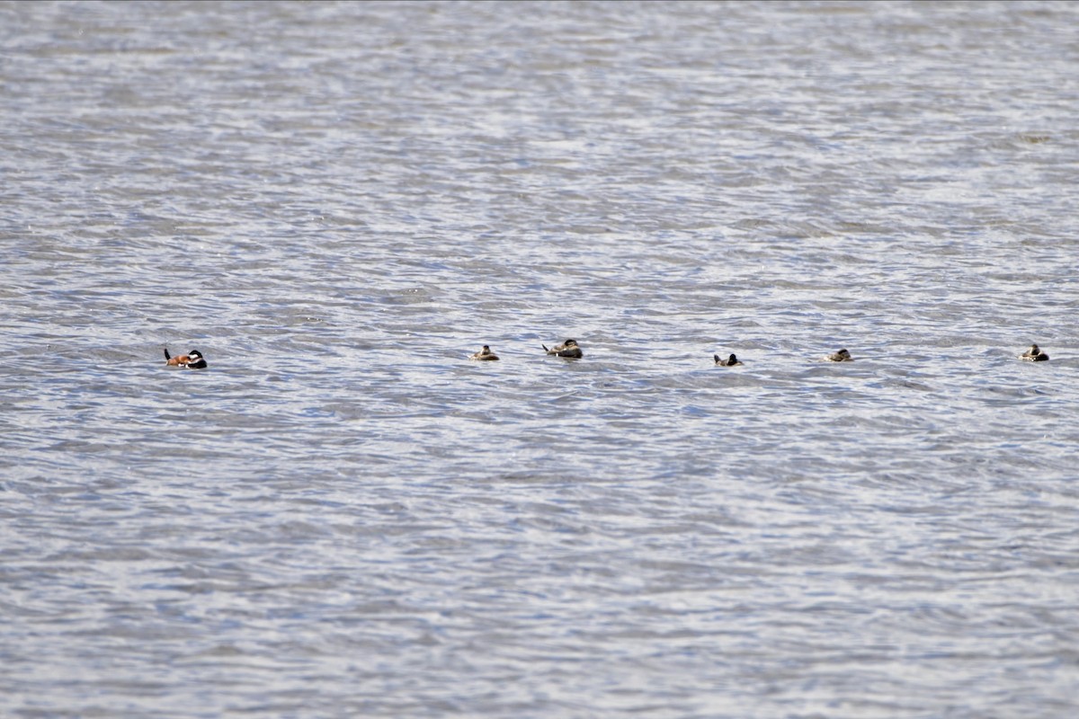 Ruddy Duck - Josiah Santiago