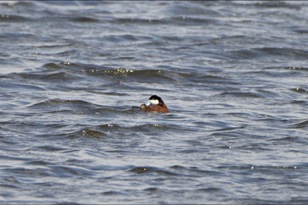 Ruddy Duck - Josiah Santiago