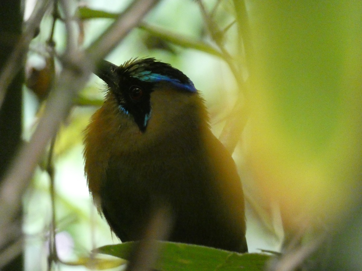 Whooping Motmot - Cathryn Pritchard