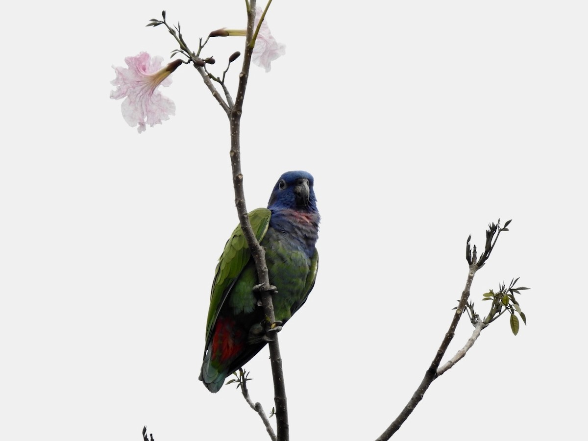 Blue-headed Parrot - Maria Adelaida Arboleda