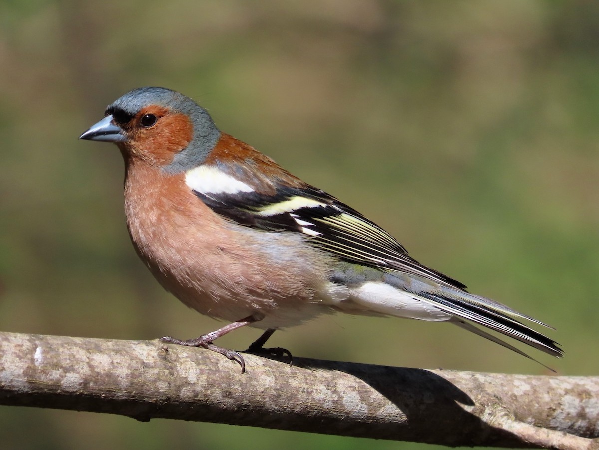 Common Chaffinch - Erkki Lehtovirta