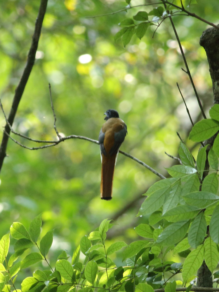 Malabar Trogon - Savio Fonseca (www.avocet-peregrine.com)