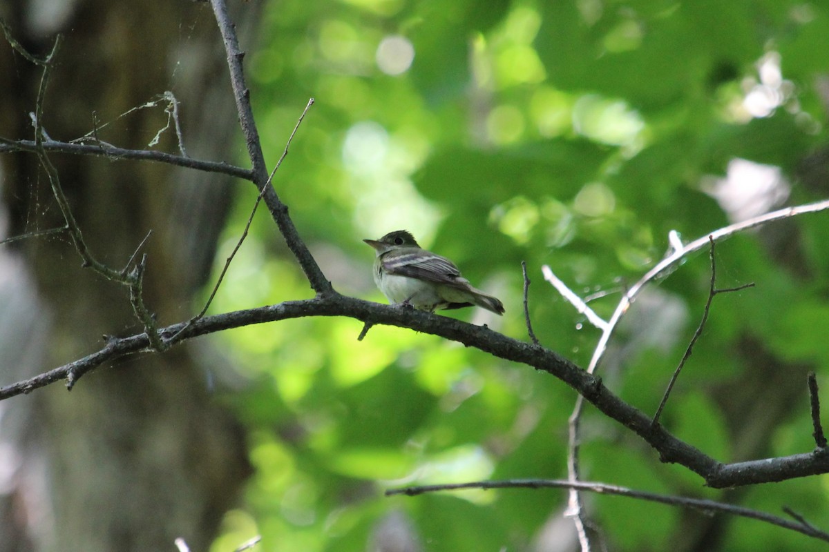 Acadian Flycatcher - ML618896008