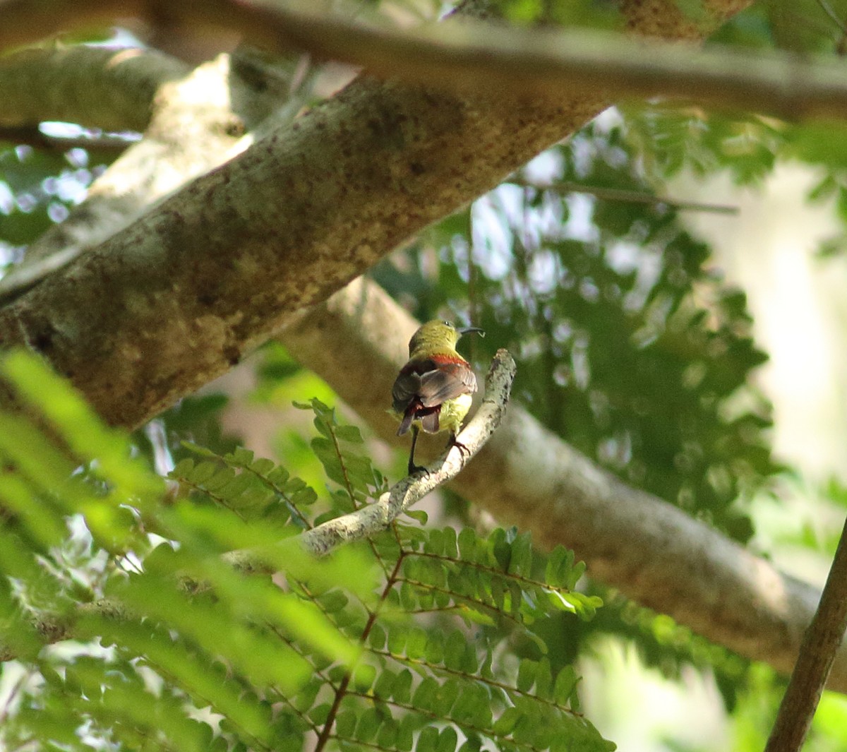 Crimson-backed Sunbird - Savio Fonseca (www.avocet-peregrine.com)