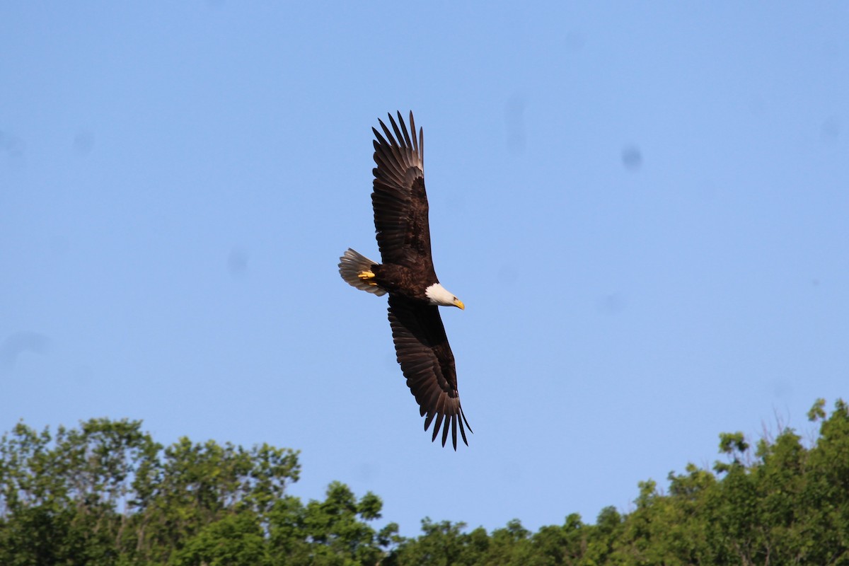 Bald Eagle - ML618896013