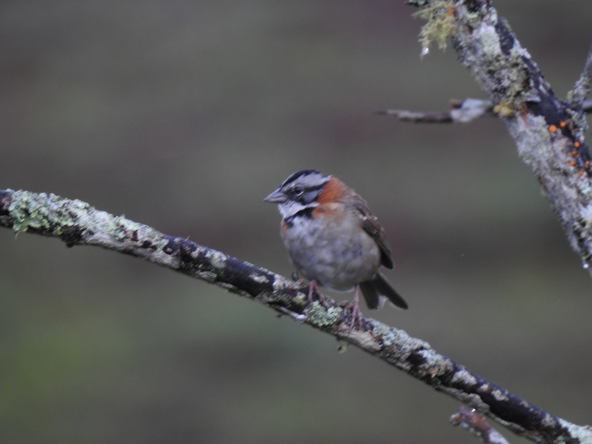 Rufous-collared Sparrow - ML618896015