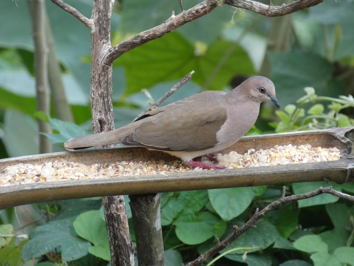 White-tipped Dove - Cathryn Pritchard