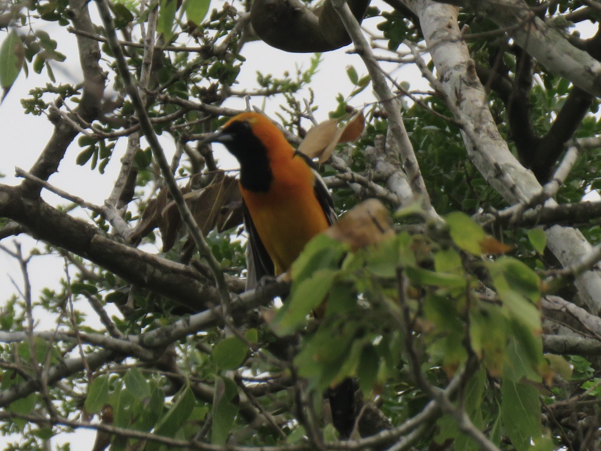 Oriole masqué - ML618896042