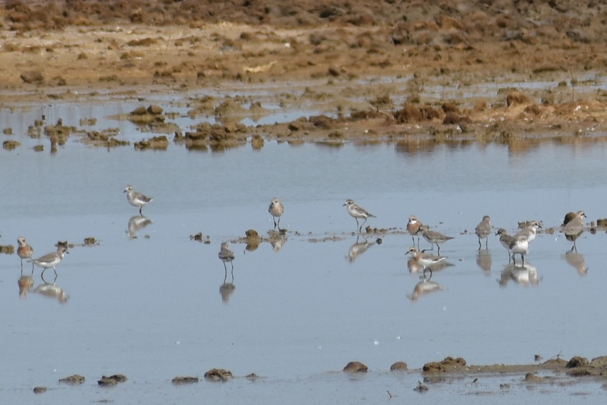 Tibetan Sand-Plover - Anonymous