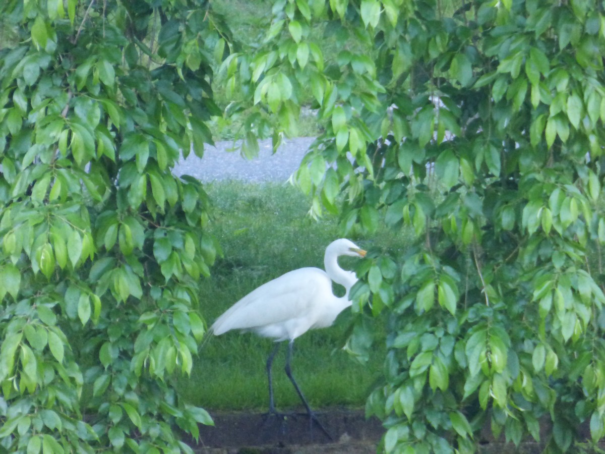 Great Egret - Karina Ramkalawan