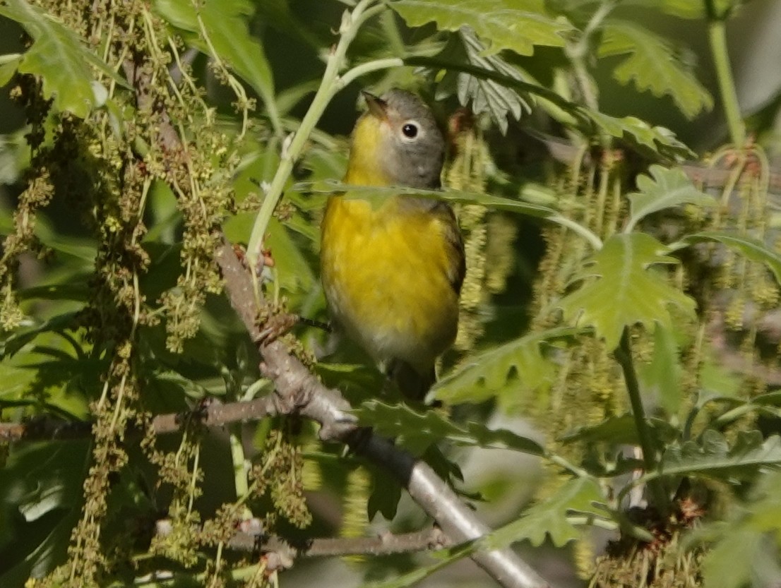 Nashville Warbler - Robin Oxley 🦉