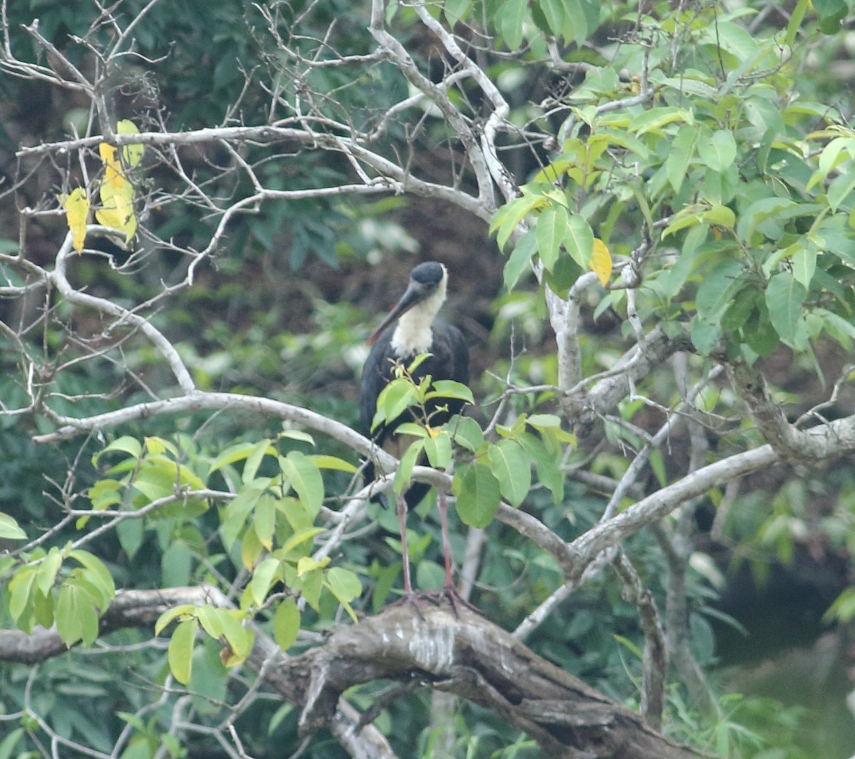 Asian Woolly-necked Stork - Savio Fonseca (www.avocet-peregrine.com)