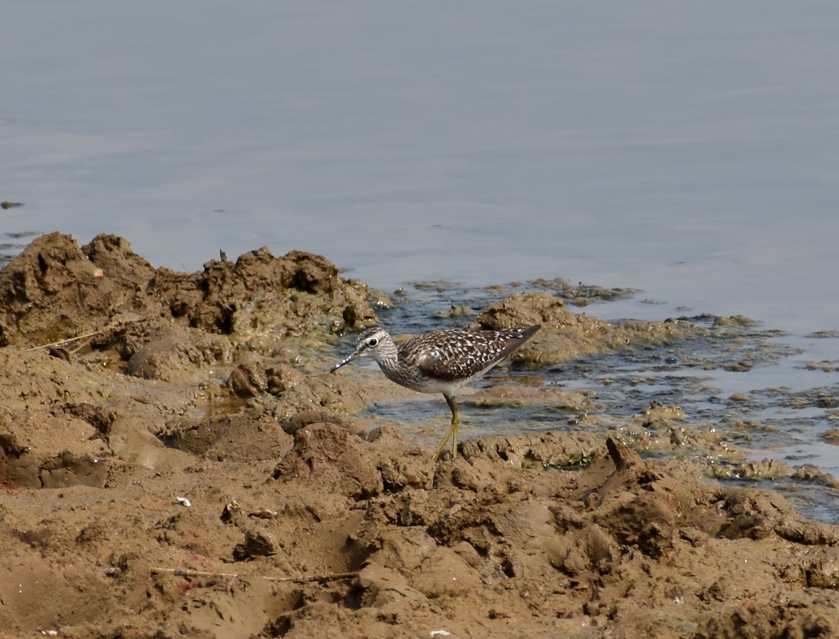 Wood Sandpiper - ML618896061