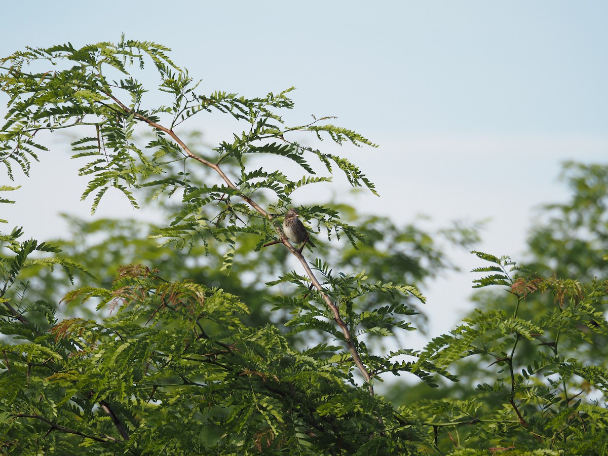 Lincoln's Sparrow - david parsley