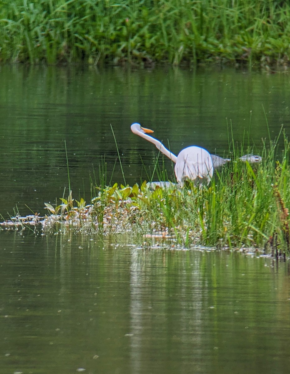 Great Egret - Richard Kurtz