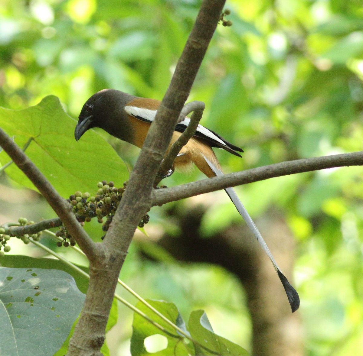 Rufous Treepie - Savio Fonseca (www.avocet-peregrine.com)