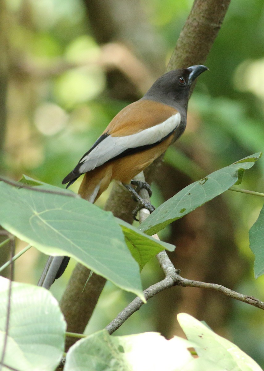 Rufous Treepie - Savio Fonseca (www.avocet-peregrine.com)