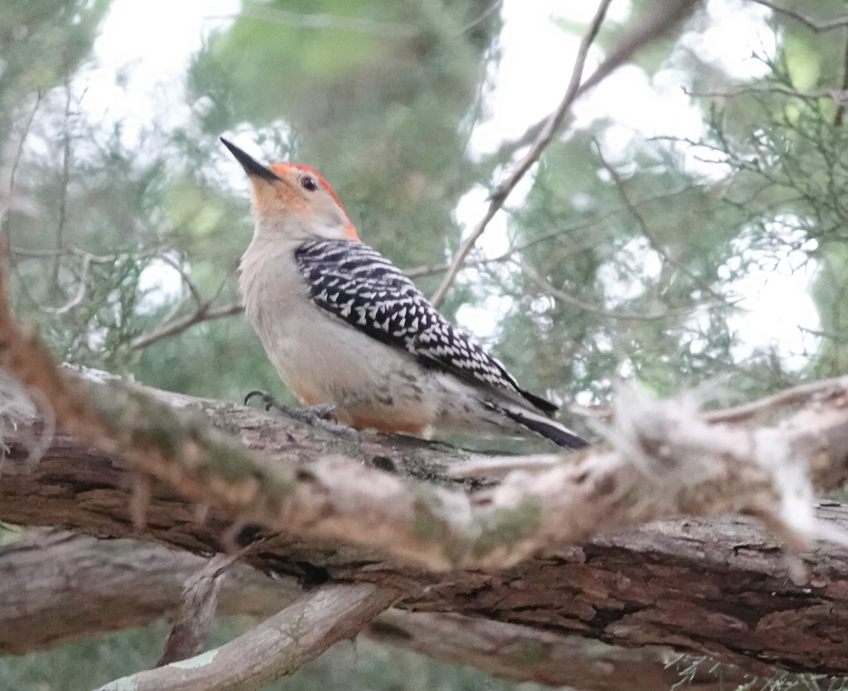 Red-bellied Woodpecker - ML618896079