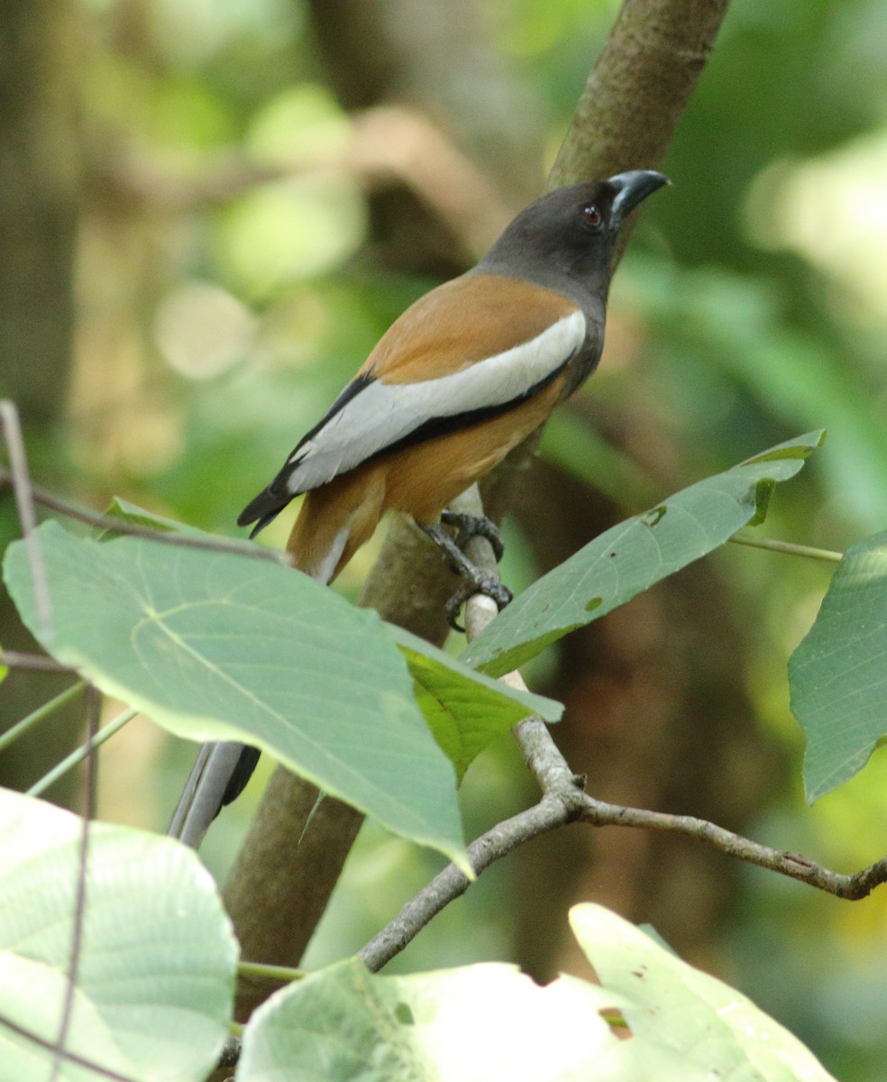 Rufous Treepie - Savio Fonseca (www.avocet-peregrine.com)