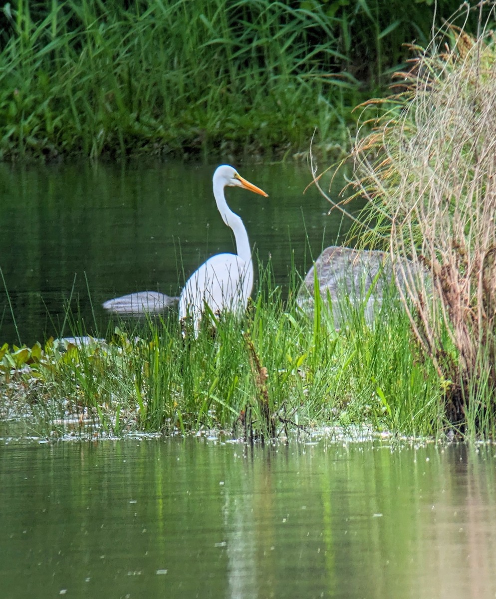 Great Egret - Richard Kurtz