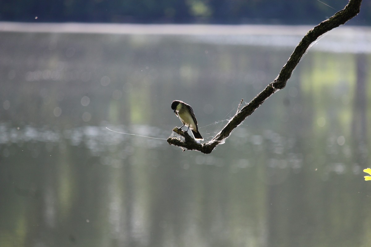 Eastern Kingbird - ML618896085